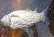 一亩能出10000斤草鱼吗？