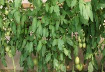 西红柿从挂果到成熟要多久？