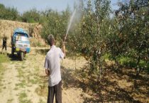 腐霉利的作用和功效