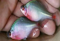 鳑鲏鱼最大能长多大