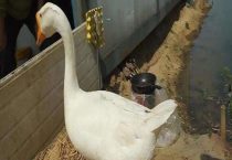 公鹅和母鹅的区别？图