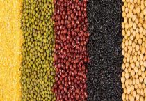 谷类提供的主要营养成分是什么？