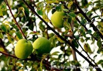 青木瓜和黄木瓜有什么区别？？如何选择木瓜