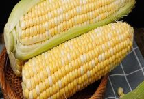 玉米种子算果蔬类吗？