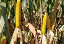 德农958玉米种介绍