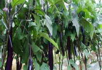 茄子结果期施什么肥