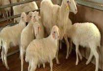 湖羊产地在哪里