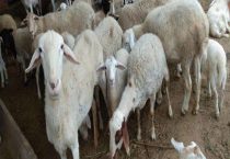 不能大规模养羊的原因？