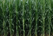 良玉99和登海良玉99区别？