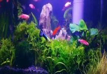 水质稳定剂和硝化细菌可以同时加吗？