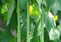 丝瓜秧需要掐尖或打叉吗？