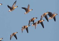 大雁和天鹅的区别？