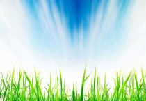 蓝银草是什么植物