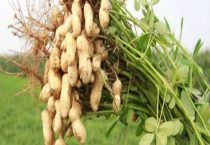 花生适合在什么土壤里生长