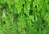 欧芹是芹菜吗？