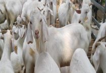 养羊失败的主要原因是什么？