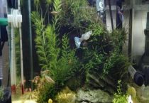 硝化细菌的作用及使用多久？