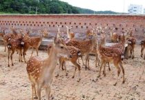 冬季野猪养殖场采暖措施