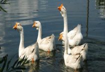 防治鹅霍乱的多久？