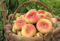 种植黄桃赚钱吗？