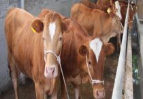 牛为什么会一直叫唤