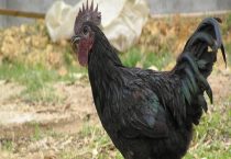 如何提高鹅的繁殖能力