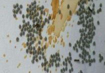 蚕卵孵化需要多少天