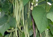 南方种植的青豆品种有哪些？