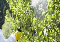 辛硫磷的作用和用途	