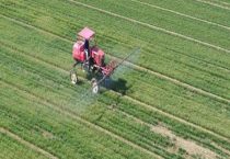 炔草酯主要杀什么草