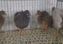 芦丁鸡打架是不是都是公的