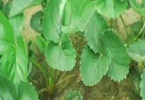 草莓可以一直不换苗吗？