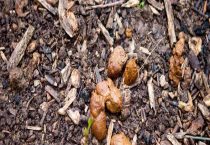 狗屎能做肥料吗？