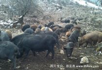 防治野猪痢疾的多久？