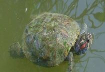 巴西龟对人的危害