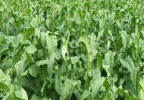 100亩烤烟一年收入多少？