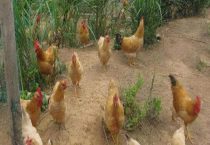 怎样养鸡不生病又长得快