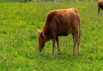 牛一般有四个胃 其中什么才是真正的胃