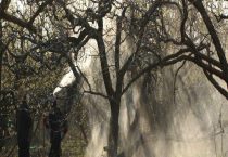 烟碱苦参碱农药功效与作用