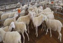 湖羊和小尾寒羊的区别？