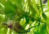 黑壳虾繁殖需要隔离盒吗？