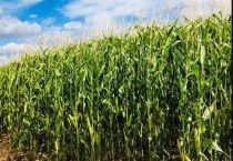 农大372玉米种简介