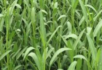 空心菜到几月份就没有了