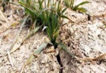 使用哪种氮肥最容易引起土壤板结