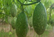 吊瓜子和瓜蒌子区别？