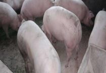 三元猪和二元猪的根本区别？在什么地方