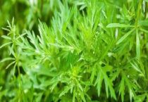 青蒿草农村叫什么？