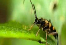 天牛有毒吗咬不咬人