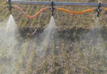 敌草快二氯盐和敌草快有什么区别？？