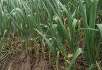 怎么种植红蒜苗